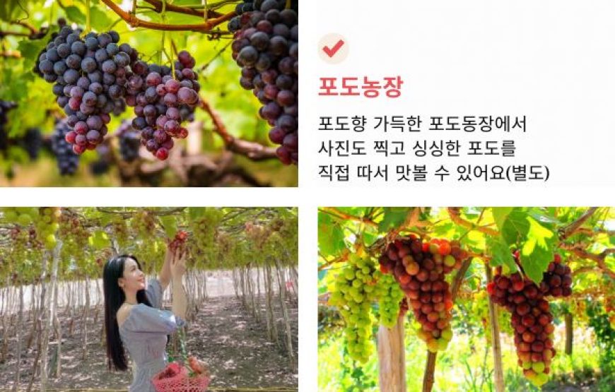 나트랑박사 3박실속콤보5